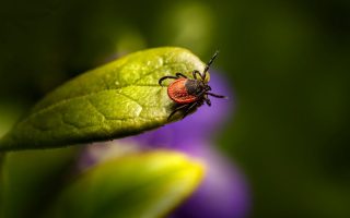 BioCyleLtd：專業滅殺木虱蟲害，做到健康環保又安全