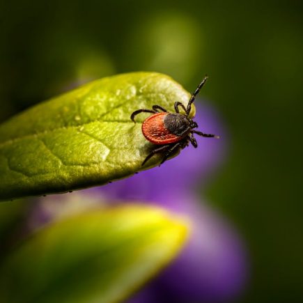BioCyleLtd:專業滅殺木虱蟲害,做到健康環保又安全