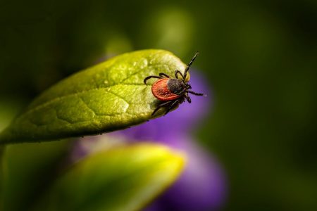 BioCyleLtd:專業滅殺木虱蟲害,做到健康環保又安全